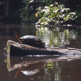 Tortuguero