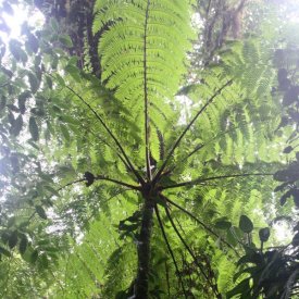 Del Arenal a Monteverde