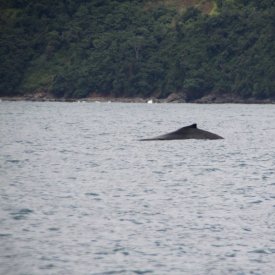 Avistamiento de ballenas en Bahía Ballena 