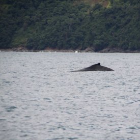 Whale Wathing in Bahía Ballena