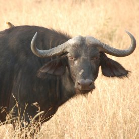 Masai Mara