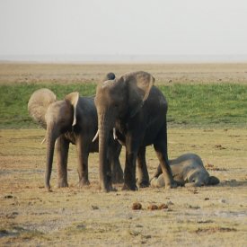 Amboseli