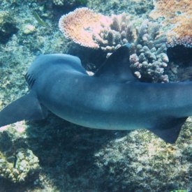 The great barrier reef