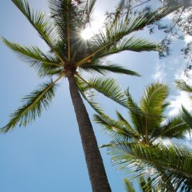 From Cairns to Cape Tribulation