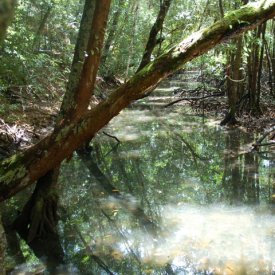 De Cape Tribulation a Mission Beach