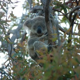 Magnetic Island