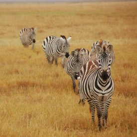 Ngorongoro