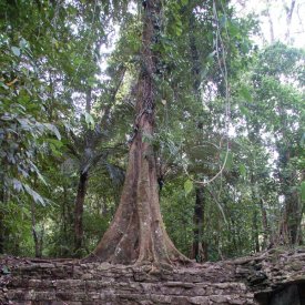 Las Ruinas de Palenque