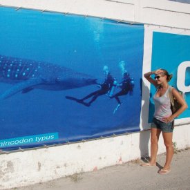 Holbox: Tiburones Ballena