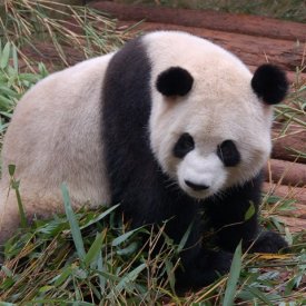 Chengdu-osos Panda