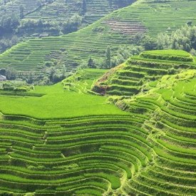 Yangshuo-Lon rice paddies