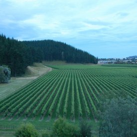 Napier Wineries 