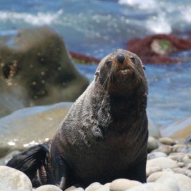 Focas y Ballenas en Kaikoura