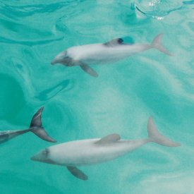 Baño con delfines en Akaroa