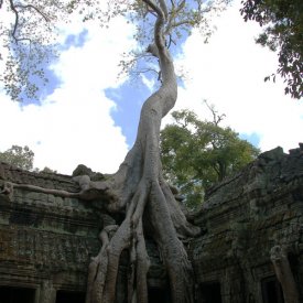 Angkor Watt