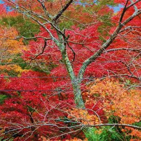 Hakone