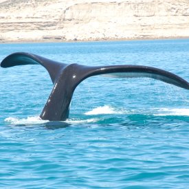 Avistamiento de Ballenas