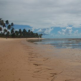 Praia do Forte: las piscinas naturales y el Proyecto Tamar