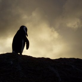 La Pingüinera de Punta Tombo y regreso a Buenos Aires