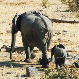 Etosha Park