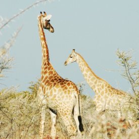 Etosha Park