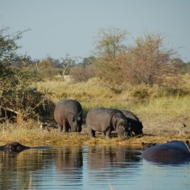 Chobe National Park