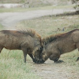 Caprivi Game Park