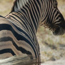 Etosha Park