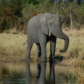 Parque Nacional Chobe 