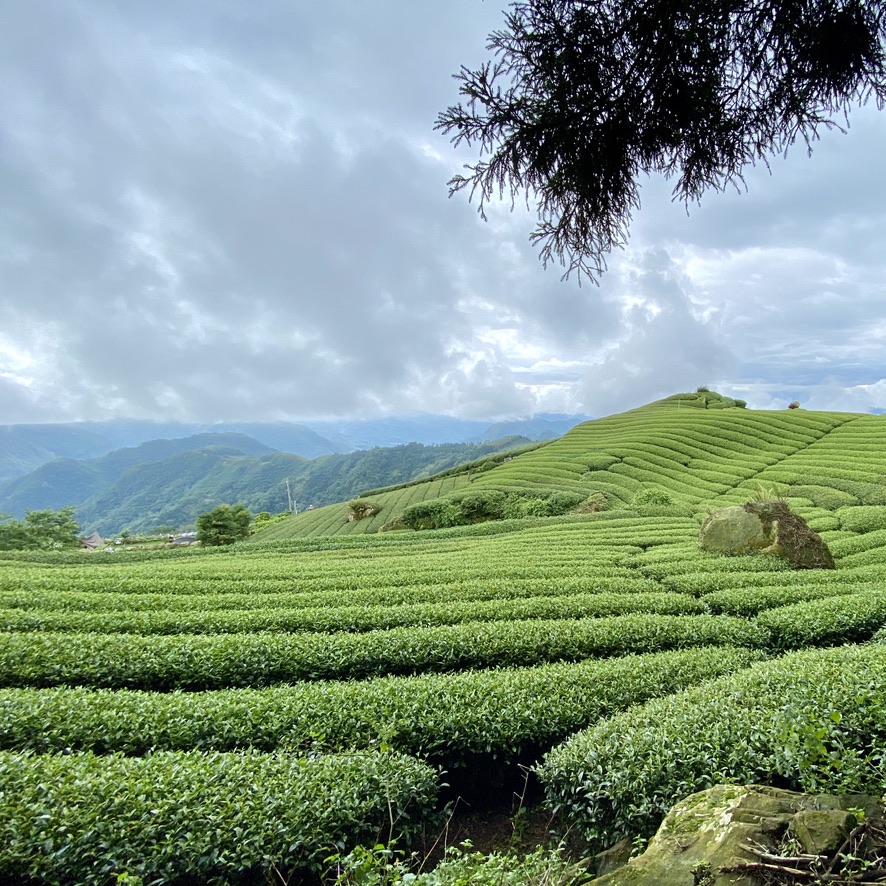 Eryanping trail and Alishan tea fields 