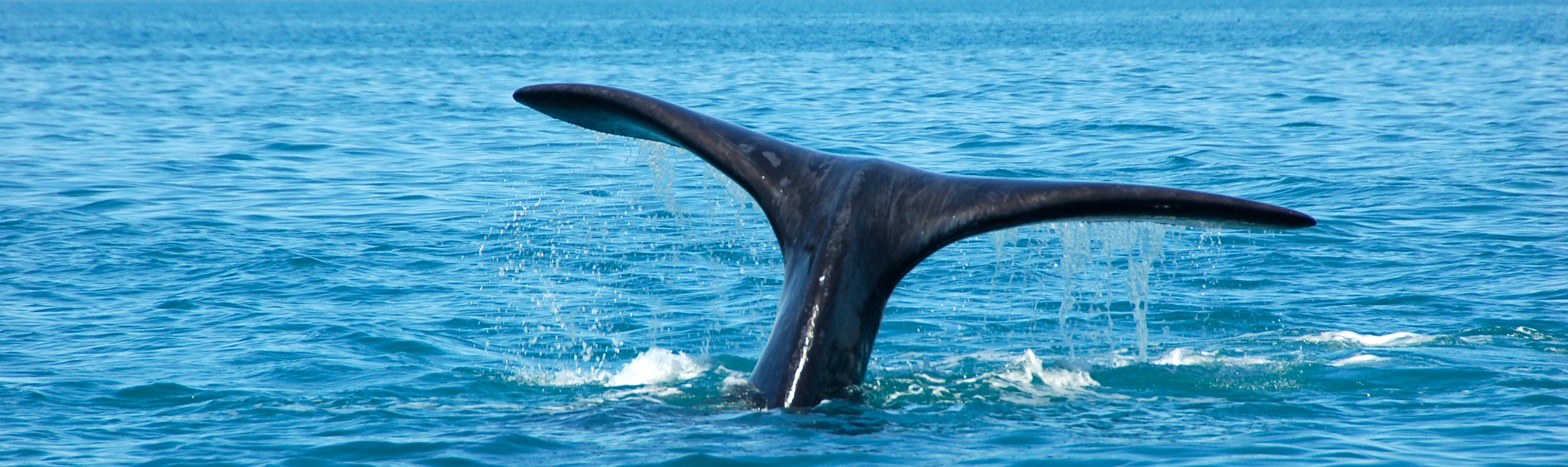 Península Valdés ballenas